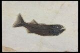 Fossil Fish (Mioplosus) From Inch Layer - Wyoming #107471-1